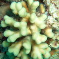 DSCF8140 parohaty koral